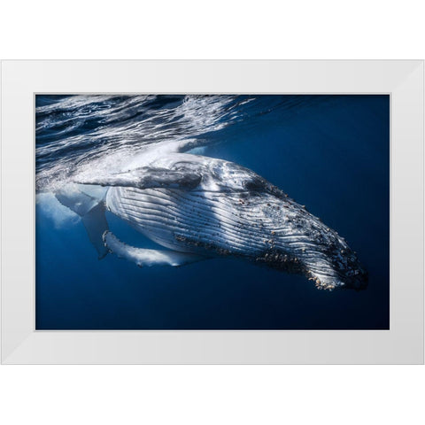 The Whale White Modern Wood Framed Art Print by Gabriel, Barathieu