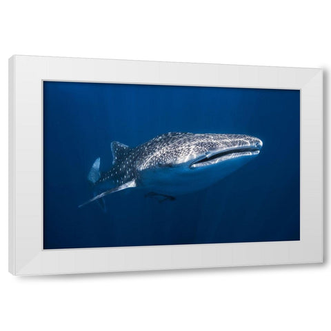 Whale Shark White Modern Wood Framed Art Print by Gabriel, Barathieu