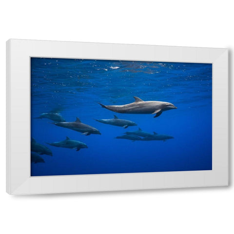 Dolphins White Modern Wood Framed Art Print by Gabriel, Barathieu
