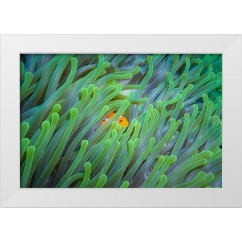 Peek-A-Boo White Modern Wood Framed Art Print by Setya, Rifky