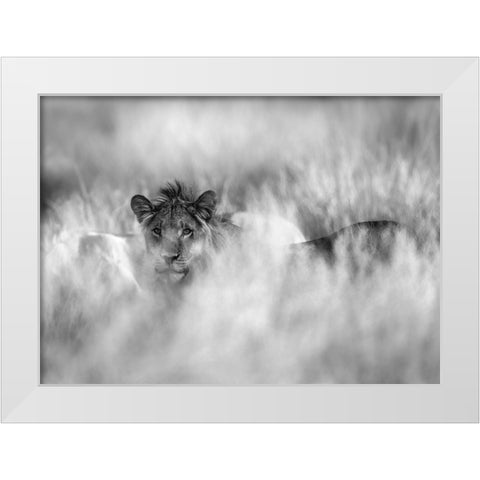 Subtle Mane White Modern Wood Framed Art Print by Marx, Jaco