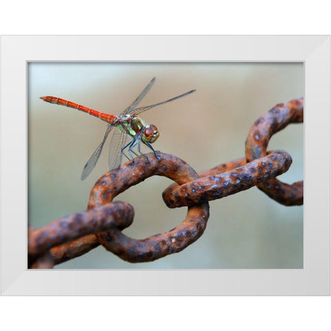 Rusty White Modern Wood Framed Art Print by Hoffman, Jimmy