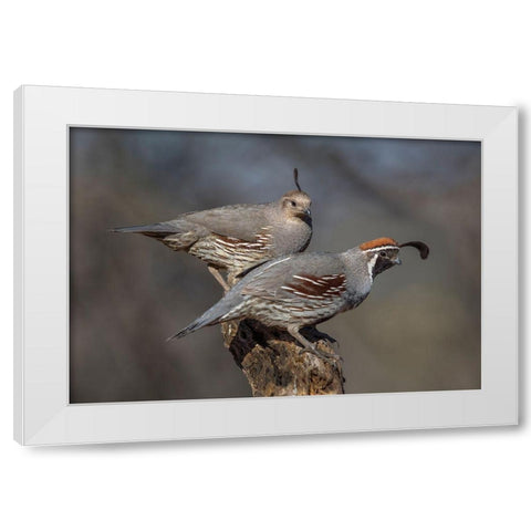 Honey-You Go First White Modern Wood Framed Art Print by Barsh, Greg