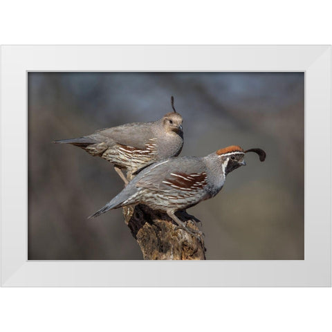 Honey-You Go First White Modern Wood Framed Art Print by Barsh, Greg