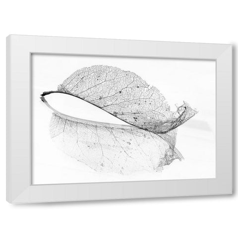 The Old Leaf White Modern Wood Framed Art Print by Holmstrom, Katarina