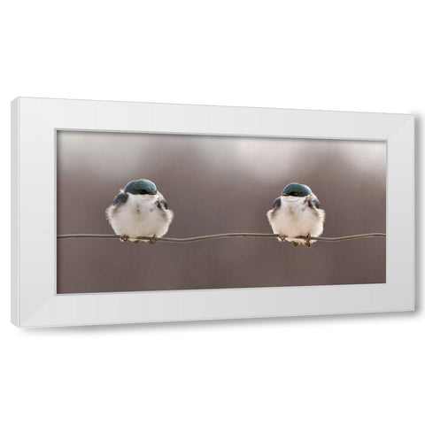 Birds On A Wire White Modern Wood Framed Art Print by Gagnon, Lucie