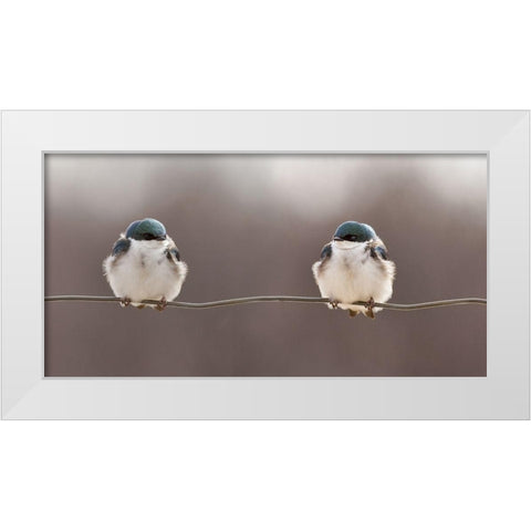 Birds On A Wire White Modern Wood Framed Art Print by Gagnon, Lucie