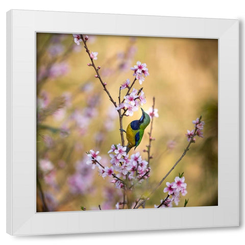 Bird Whispering To The Peach Flower White Modern Wood Framed Art Print by Wang, Jianfeng