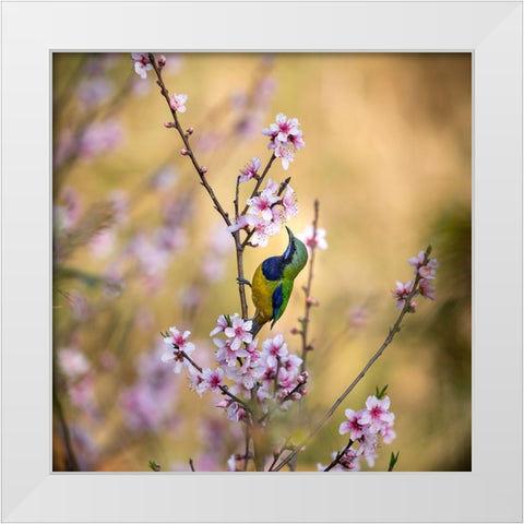 Bird Whispering To The Peach Flower White Modern Wood Framed Art Print by Wang, Jianfeng