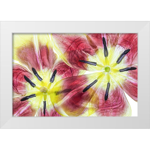 Tulips White Modern Wood Framed Art Print by Disher, Mandy