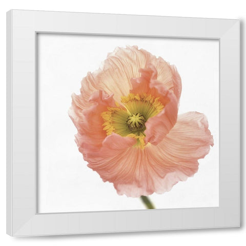 Poppy White Modern Wood Framed Art Print by Gronkjar, Lotte
