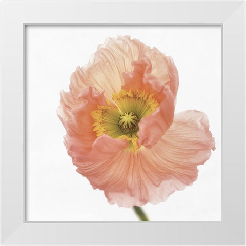 Poppy White Modern Wood Framed Art Print by Gronkjar, Lotte