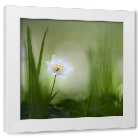 Alone......... White Modern Wood Framed Art Print by Haaksma, Piet