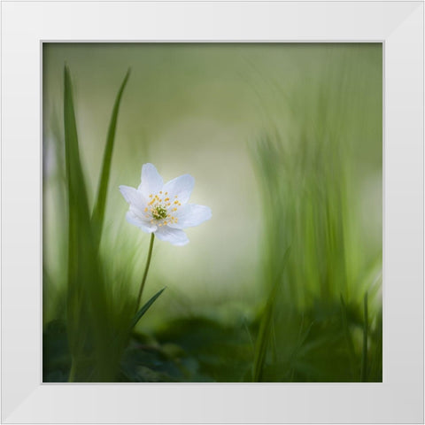 Alone......... White Modern Wood Framed Art Print by Haaksma, Piet