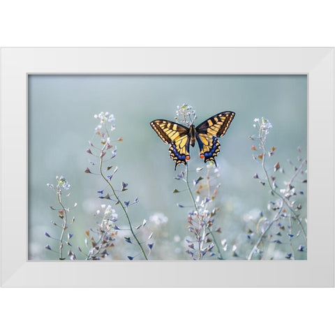 Swallowtail Beauty White Modern Wood Framed Art Print by Sabol, Petar