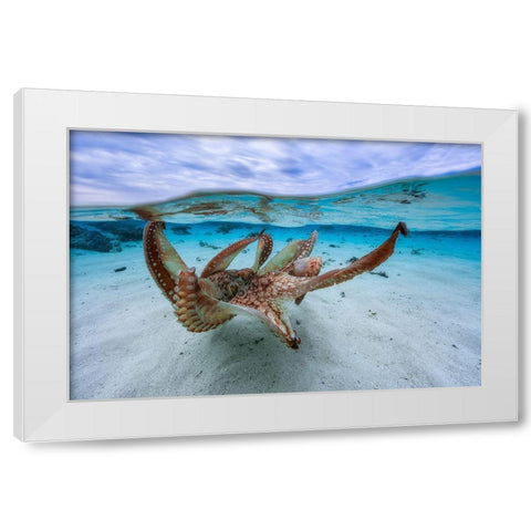 Octopus White Modern Wood Framed Art Print by Gabriel, Barathieu