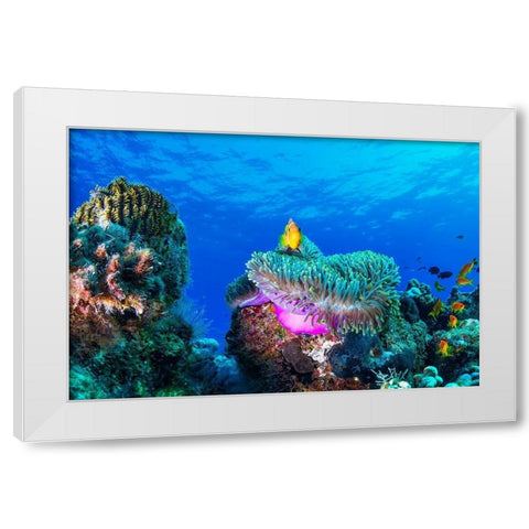 Sea Life White Modern Wood Framed Art Print by Marchegiani, Roberto