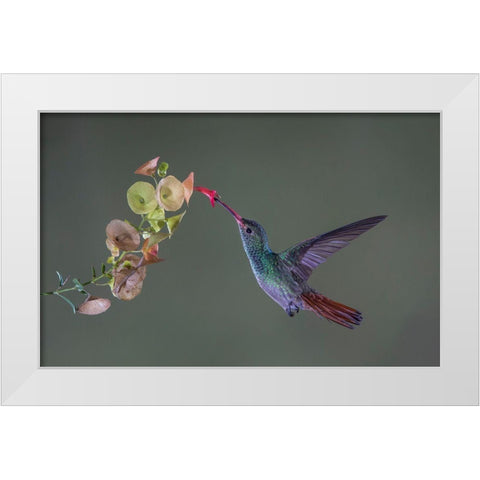 Stretch White Modern Wood Framed Art Print by Barsh, Greg