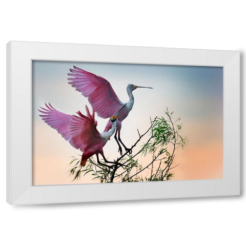 Two Roseate Spoonbills White Modern Wood Framed Art Print by Chang, Phillip