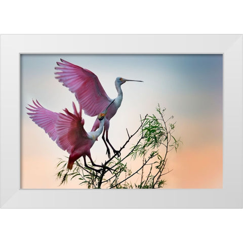 Two Roseate Spoonbills White Modern Wood Framed Art Print by Chang, Phillip