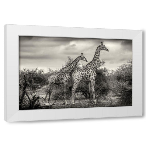 Two Giraffes White Modern Wood Framed Art Print by Scheid, Henrike