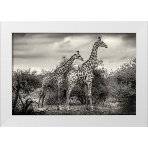 Two Giraffes White Modern Wood Framed Art Print by Scheid, Henrike