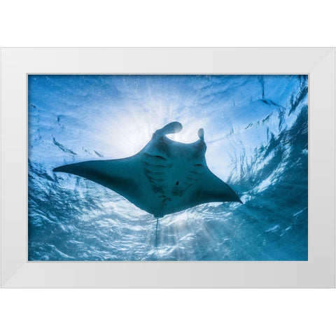 Manta Ray White Modern Wood Framed Art Print by Gabriel, Barathieu