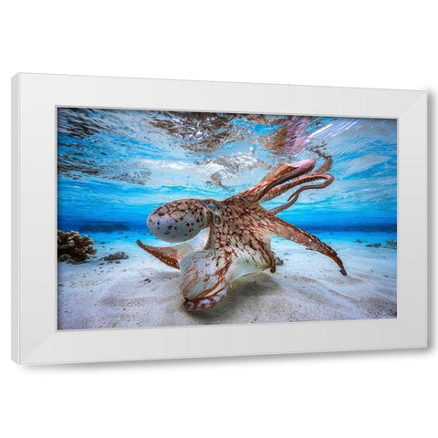 Dancing Octopus White Modern Wood Framed Art Print by Gabriel, Barathieu