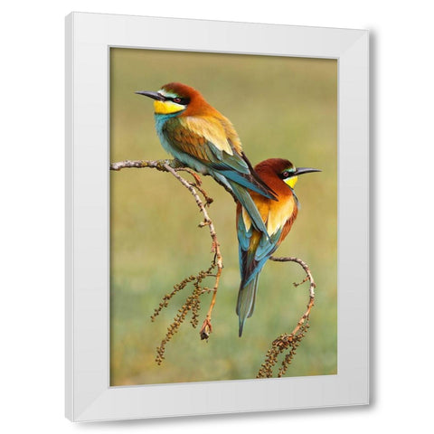 Bee-Eaters In Love White Modern Wood Framed Art Print by Suarez, Mario