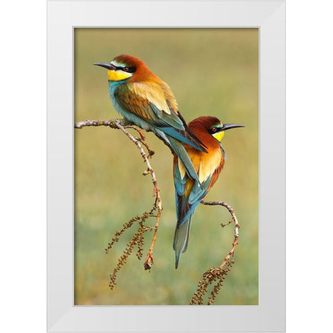 Bee-Eaters In Love White Modern Wood Framed Art Print by Suarez, Mario