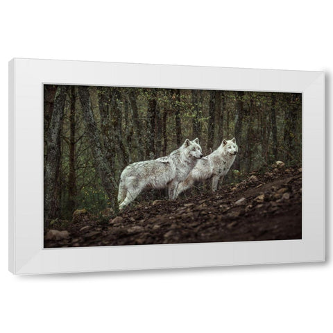 Meeting With White Wolves White Modern Wood Framed Art Print by Siri, Ronan