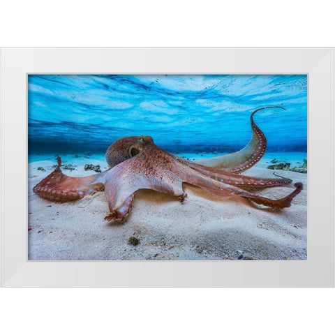 Octopus White Modern Wood Framed Art Print by Gabriel, Barathieu