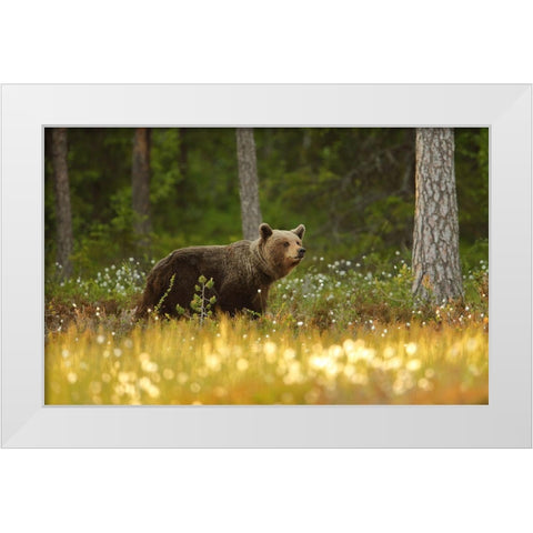 Brown Bear White Modern Wood Framed Art Print by Gavra, Assaf