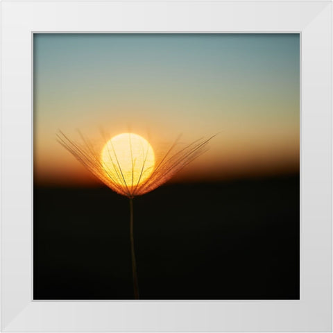 Trapped In A Downy Tuft White Modern Wood Framed Art Print by Riha, Milan