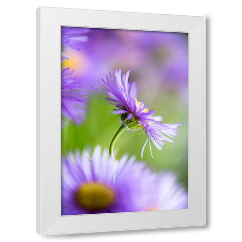 Summer Splash White Modern Wood Framed Art Print by Ljubicic, Dusan