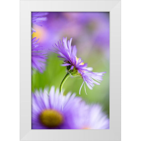 Summer Splash White Modern Wood Framed Art Print by Ljubicic, Dusan