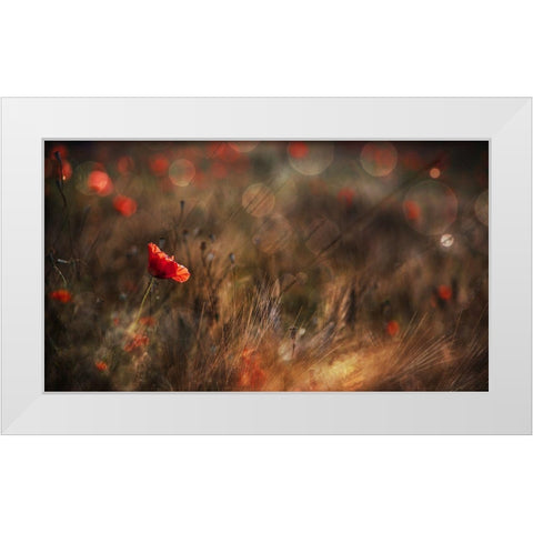 Poppy White Modern Wood Framed Art Print by Quaglia, Nicodemo