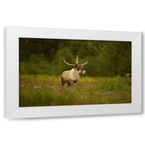 Caribou In Grass Land White Modern Wood Framed Art Print by Gavra, Assaf