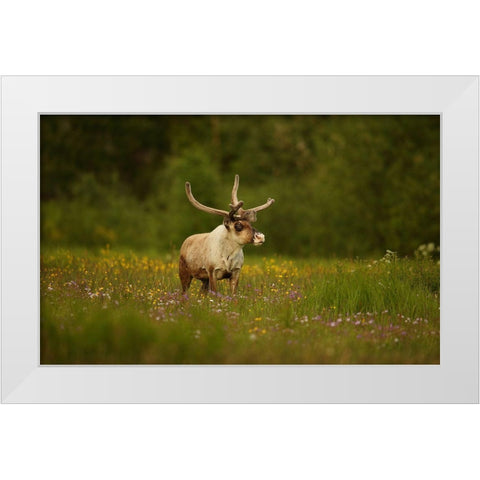 Caribou In Grass Land White Modern Wood Framed Art Print by Gavra, Assaf