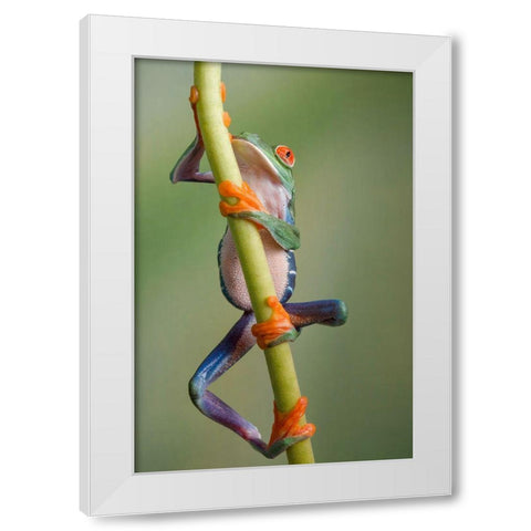 Ascending White Modern Wood Framed Art Print by Schneider, Cheryl