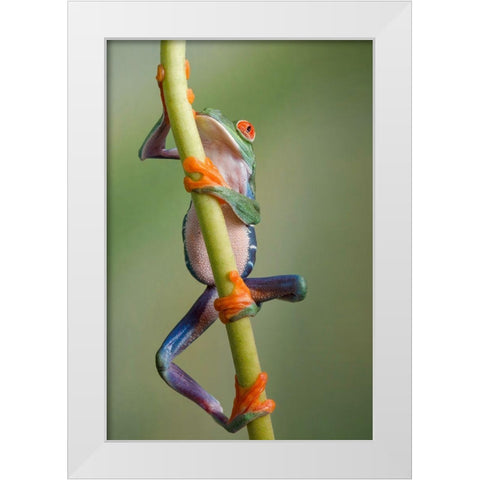 Ascending White Modern Wood Framed Art Print by Schneider, Cheryl