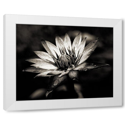 Maprderfackel [D0811-077.2] White Modern Wood Framed Art Print by Sannwald, Joerg