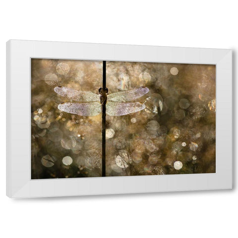 Morning Light White Modern Wood Framed Art Print by Blanken, Rob