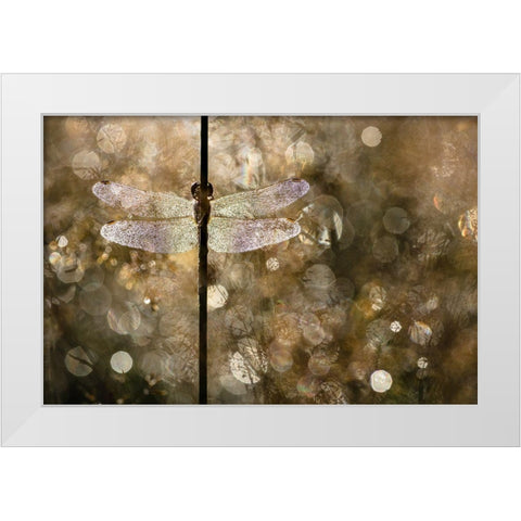 Morning Light White Modern Wood Framed Art Print by Blanken, Rob