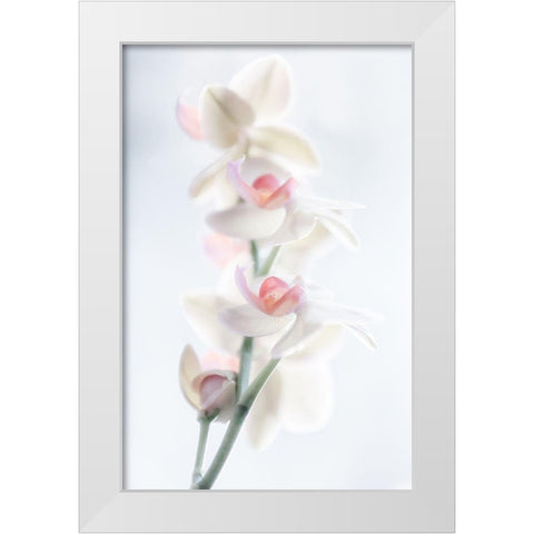 Pale Beauty White Modern Wood Framed Art Print by Pfeiffer, Peter