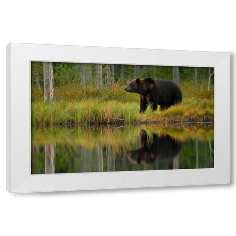 Bear And Fish *** White Modern Wood Framed Art Print by Gavra, Assaf