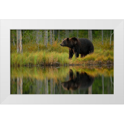 Bear And Fish *** White Modern Wood Framed Art Print by Gavra, Assaf