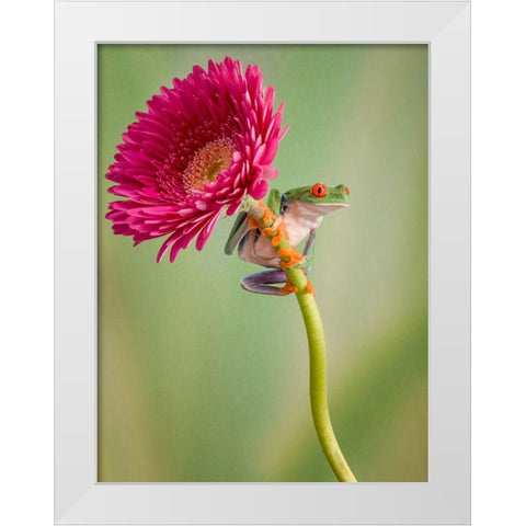 Lookout White Modern Wood Framed Art Print by Schneider, Cheryl