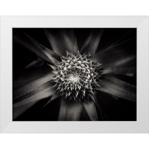 Barbed White Modern Wood Framed Art Print by Sannwald, Joerg