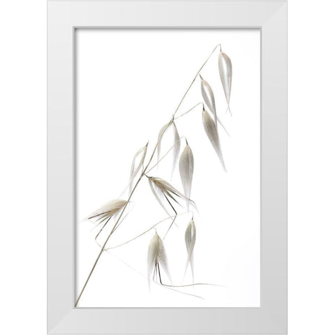 Reed Delicacy White Modern Wood Framed Art Print by Lagandre, Thierry
